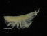  (Harpiniopsis sp. PT11 - ZMBN_107153)  @11 [ ] CreativeCommons - Attribution Non-Commercial Share-Alike (2016) University of Bergen University of Bergen, Natural History Collections