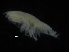  ( - ZMBN_107155)  @11 [ ] CreativeCommons - Attribution Non-Commercial Share-Alike (2016) University of Bergen University of Bergen, Natural History Collections