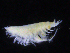  (Harpiniopsis sp. PT4 - ZMBN_107157)  @11 [ ] CreativeCommons - Attribution Non-Commercial Share-Alike (2016) University of Bergen University of Bergen, Natural History Collections