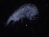  ( - ZMBN_107160)  @11 [ ] CreativeCommons - Attribution Non-Commercial Share-Alike (2016) University of Bergen University of Bergen, Natural History Collections