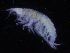  ( - ZMBN_107161)  @12 [ ] CreativeCommons - Attribution Non-Commercial Share-Alike (2016) University of Bergen University of Bergen, Natural History Collections