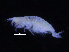  ( - ZMBN_107167)  @11 [ ] CreativeCommons - Attribution Non-Commercial Share-Alike (2016) University of Bergen University of Bergen, Natural History Collections
