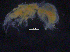  ( - ZMBN_107170)  @11 [ ] CreativeCommons - Attribution Non-Commercial Share-Alike (2016) University of Bergen University of Bergen, Natural History Collections