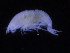  ( - ZMBN_107171)  @12 [ ] CreativeCommons - Attribution Non-Commercial Share-Alike (2016) University of Bergen University of Bergen, Natural History Collections