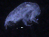  ( - ZMBN_107172)  @11 [ ] CreativeCommons - Attribution Non-Commercial Share-Alike (2016) University of Bergen University of Bergen, Natural History Collections