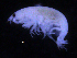  (Metaphoxus sp. PT3 - ZMBN_107179)  @11 [ ] CreativeCommons - Attribution Non-Commercial Share-Alike (2016) University of Bergen University of Bergen, Natural History Collections