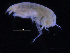  ( - ZMBN_107181)  @11 [ ] CreativeCommons - Attribution Non-Commercial Share-Alike (2016) University of Bergen University of Bergen, Natural History Collections