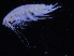  ( - ZMBN_107191)  @11 [ ] CreativeCommons - Attribution Non-Commercial Share-Alike (2016) University of Bergen University of Bergen, Natural History Collections