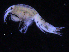  (Idunella sp. PT3 - ZMBN_107192)  @11 [ ] CreativeCommons - Attribution Non-Commercial Share-Alike (2016) University of Bergen University of Bergen, Natural History Collections