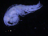  (Idunella sp. PT2 - ZMBN_107194)  @11 [ ] CreativeCommons - Attribution Non-Commercial Share-Alike (2016) University of Bergen University of Bergen, Natural History Collections