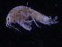  ( - ZMBN_107197)  @12 [ ] CreativeCommons - Attribution Non-Commercial Share-Alike (2016) University of Bergen University of Bergen, Natural History Collections
