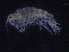  ( - ZMBN_107200)  @11 [ ] CreativeCommons - Attribution Non-Commercial Share-Alike (2016) University of Bergen University of Bergen, Natural History Collections