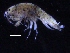  (Idunella cf. sp. PT4 - ZMBN_107206)  @13 [ ] CreativeCommons - Attribution Non-Commercial Share-Alike (2016) University of Bergen University of Bergen, Natural History Collections