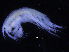  ( - ZMBN_107210)  @11 [ ] CreativeCommons - Attribution Non-Commercial Share-Alike (2016) University of Bergen University of Bergen, Natural History Collections
