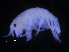  ( - ZMBN_107227)  @11 [ ] CreativeCommons - Attribution Non-Commercial Share-Alike (2016) University of Bergen University of Bergen, Natural History Collections