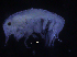  ( - ZMBN_107229)  @11 [ ] CreativeCommons - Attribution Non-Commercial Share-Alike (2016) University of Bergen University of Bergen, Natural History Collections
