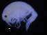  ( - ZMBN_107230)  @11 [ ] CreativeCommons - Attribution Non-Commercial Share-Alike (2016) University of Bergen University of Bergen, Natural History Collections