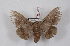  (Gonogramma manicora - Bc-Her4987)  @13 [ ] Copyright (2017) Unspecified Research Collection of Daniel Herbin