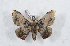  (Cicinnus solvens - Bc-Her5052)  @11 [ ] Unspecified (default): All Rights Reserved  Unspecified Unspecified