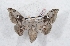  (Gonogramma eminens - Bc-Her5227)  @11 [ ] Unspecified (default): All Rights Reserved  Unspecified Unspecified