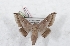  (Gonogramma bibula - Bc-Her5384)  @11 [ ] Unspecified (default): All Rights Reserved  Unspecified Unspecified