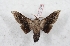  (Gonogramma melanica - Bc-Her5393)  @11 [ ] Unspecified (default): All Rights Reserved  Unspecified Unspecified