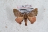  (Quentalia cauca - Bc-Her5988)  @11 [ ] Unspecified (default): All Rights Reserved  Unspecified Unspecified