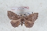  (Phiditia minor - Bc-Her5992)  @11 [ ] Unspecified (default): All Rights Reserved  Unspecified Unspecified