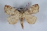  (Ephoria ephora - Bc-Her6031)  @11 [ ] Unspecified (default): All Rights Reserved  Unspecified Unspecified