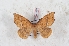  (Prothysana felderi - Bc-Her6092)  @11 [ ] Unspecified (default): All Rights Reserved  Unspecified Unspecified
