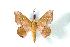  ( - BC-Her1897)  @14 [ ] Copyright (2010) Unspecified Research Collection of Daniel Herbin