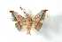  (Gonogramma motagus - BC-Her3666)  @14 [ ] Copyright (2010) Unspecified Research Collection of Daniel Herbin