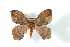  (Hylesia moronensis - BC-Her3782)  @14 [ ] Copyright (2010) Unspecified Research Collection of Daniel Herbin