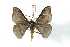  (Hylesia melanops - BC-Her3791)  @14 [ ] Copyright (2010) Unspecified Research Collection of Daniel Herbin