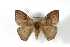  ( - BC-Her3827)  @12 [ ] Copyright (2010) Unspecified Research Collection of Daniel Herbin