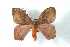  (Hylesia aeneides aeneides - BC-Her3880)  @13 [ ] Copyright (2010) Unspecified Research Collection of Daniel Herbin