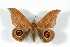  ( - BC-Her4035)  @14 [ ] Copyright (2010) Unspecified Research Collection of Daniel Herbin