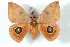  (Automeris moloneyi - BC-Her4156)  @15 [ ] Copyright (2010) Unspecified Research Collection of Daniel Herbin
