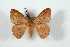  (Hylesia hubbelli - BC-Her4222)  @14 [ ] Copyright (2010) Unspecified Research Collection of Daniel Herbin
