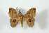  (Hylesia linyzacapa - BC-Her4225)  @12 [ ] Copyright (2010) Unspecified Research Collection of Daniel Herbin