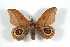  ( - BC-Her4258)  @14 [ ] Copyright (2010) Unspecified Research Collection of Daniel Herbin