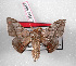  (Gonogramma maranhensis - Bc-Her4817)  @14 [ ] Unspecified (default): All Rights Reserved  Unspecified Unspecified
