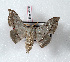  (Gonogramma cerradensis - Bc-Her4850)  @14 [ ] Unspecified (default): All Rights Reserved  Unspecified Unspecified