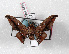  (Gonogramma gaia - Bc-Her4874)  @12 [ ] Unspecified (default): All Rights Reserved  Unspecified Unspecified
