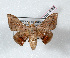  (Gonogramma patawaensis - Bc-Her4883)  @14 [ ] Unspecified (default): All Rights Reserved  Unspecified Unspecified