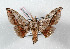  (Gonogramma despecta - Bc-Her4948)  @14 [ ] Unspecified (default): All Rights Reserved  Unspecified Unspecified