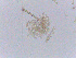  ( - LESF 825)  @11 [ ] CreativeCommons - Attribution Non-Commercial Share-Alike (2014) Andre Rodrigues UNESP-São Paulo State University