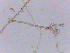  (Cladosporium cf. tenuissimum - LESF 826)  @11 [ ] CreativeCommons - Attribution Non-Commercial Share-Alike (2014) Andre Rodrigues UNESP-São Paulo State University