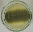  ( - LESF 827)  @11 [ ] CreativeCommons - Attribution Non-Commercial Share-Alike (2014) Andre Rodrigues UNESP-São Paulo State University