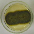  ( - LESF 828)  @11 [ ] CreativeCommons - Attribution Non-Commercial Share-Alike (2014) Andre Rodrigues UNESP-São Paulo State University